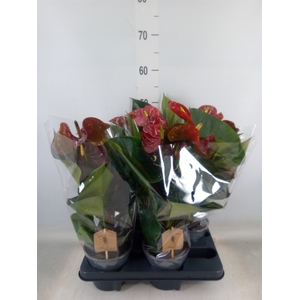 Anthurium andr. 'FC Tranquil'