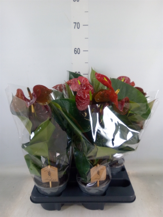 <h4>Anthurium andr. 'FC Tranquil'</h4>
