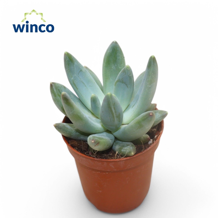 <h4>Echeveria Hookerii</h4>