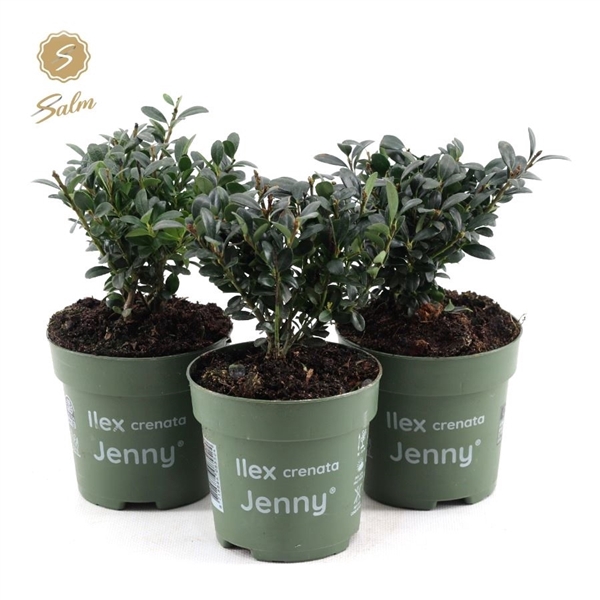 <h4>Viva Ilex crenata 'Jenny'® P10</h4>