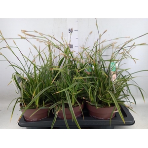 Carex morrowii 'Ice Dance'