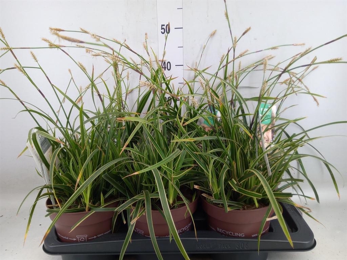 <h4>Carex morrowii 'Ice Dance'</h4>