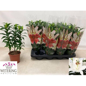 Lilium Oriental Sunny Bahamas 13Ø 41cm 3st