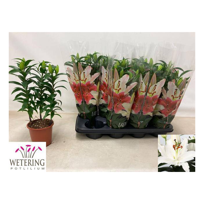 <h4>Lilium Oriental Sunny Bahamas 13Ø 41cm 3st</h4>