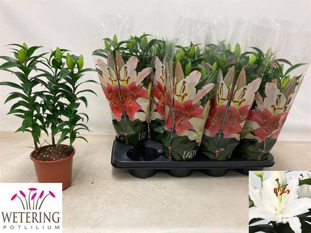 Lilium Oriental Sunny Bahamas 13Ø 41cm 3st