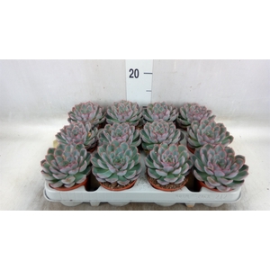 Echeveria  'Hercules'