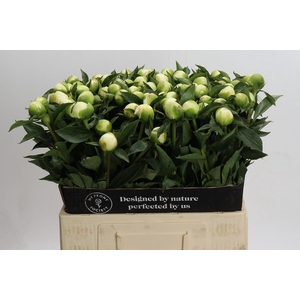 Paeonia Duchesse De Nemours