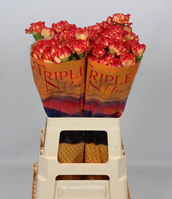 <h4>DI ST ZENIT</h4>