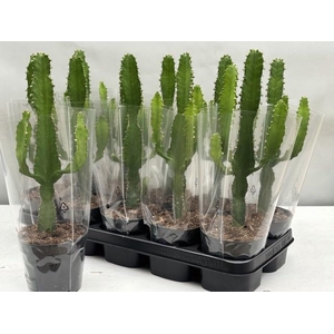 EUPHOR CANDELABRUM