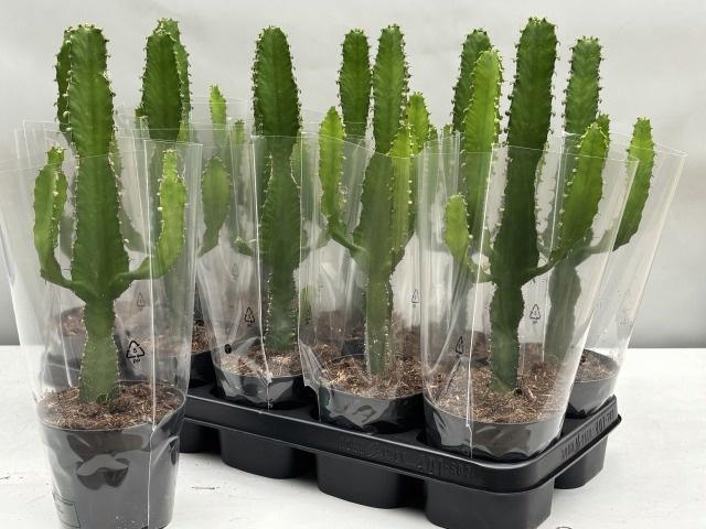 <h4>EUPHOR CANDELABRUM</h4>