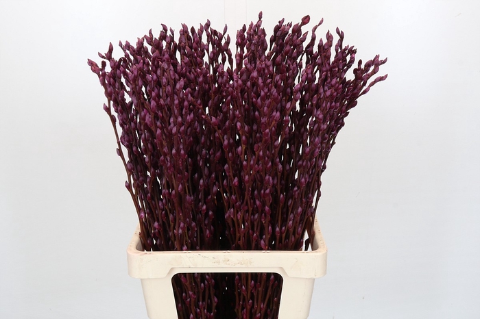 <h4>Salix Caprea Snow Flake P. Burgundy</h4>