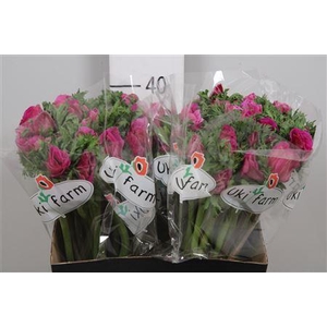 Anem Co Galil Purper