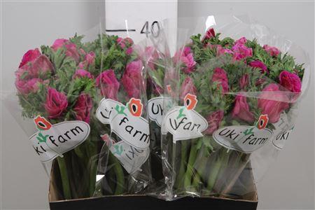 <h4>Anem Co Galil Purper</h4>