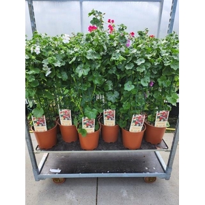 Pelargonium peltatum Zuil
