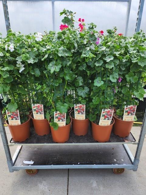 <h4>Pelargonium peltatum Zuil</h4>