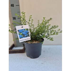 Ceanothus Blue Mound