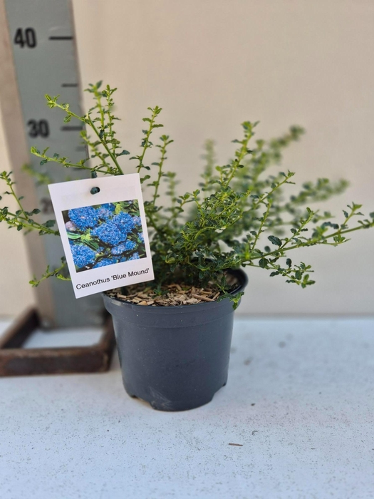 <h4>Ceanothus Blue Mound</h4>