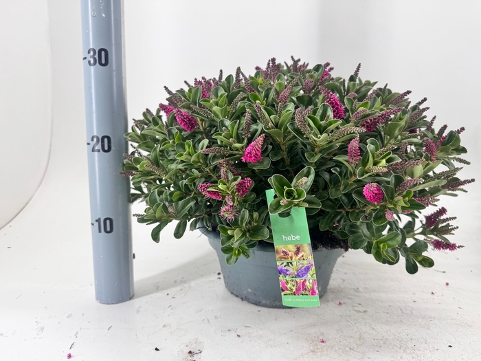 <h4>HEBE HEBEPETITA PINK</h4>