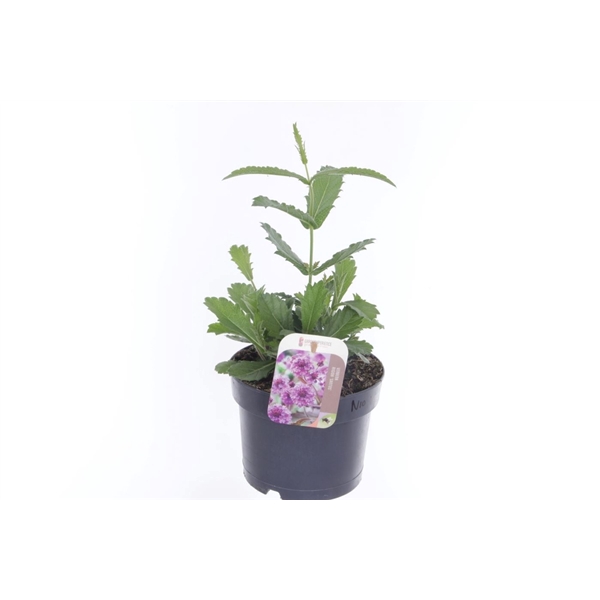 <h4>Verbena rigida Santos</h4>
