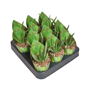 ALOE VERA - POT Ø 6,5 WITH POTCOVER (SUCCULENTEN)