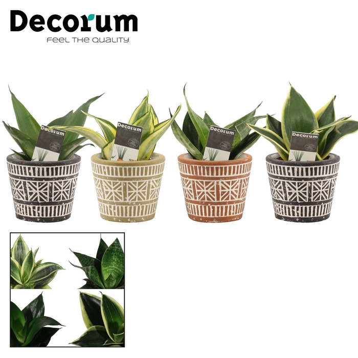 <h4>Sansevieria Hahnii 6 cm Mix in Claire (Neo Architect-collection)</h4>