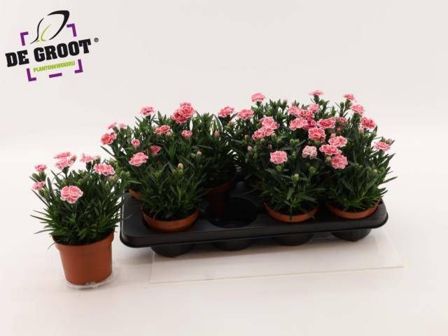 <h4>DIAN OSC WHITE RED</h4>