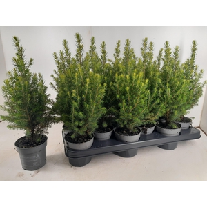 PICEA GL MAGNIFIQUE