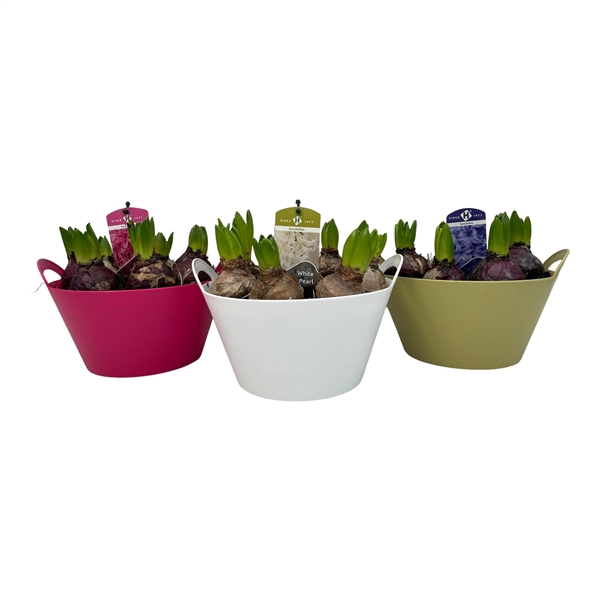 <h4>Arrangementen Hyacinthus 6%</h4>
