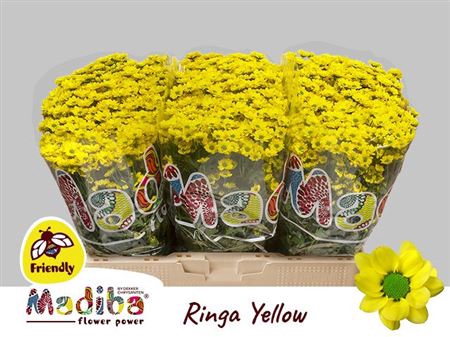 <h4>Chr S Madiba Ringa Yellow</h4>