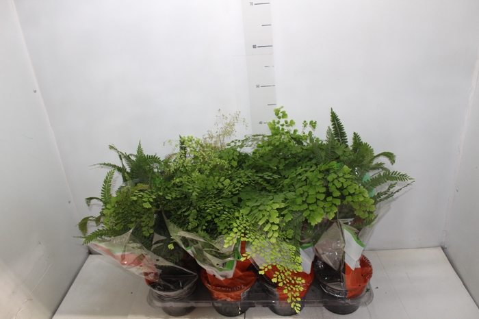 <h4>AVENCA VARIADA P15</h4>