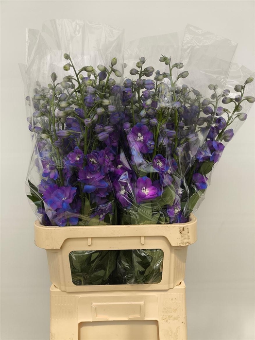 <h4>Delph Du Guard Blue</h4>