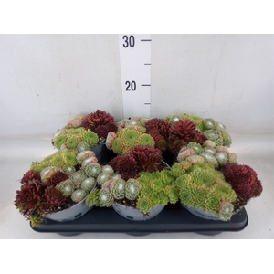 Sempervivum   ...