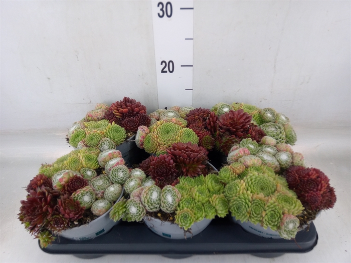 <h4>Sempervivum   ...</h4>