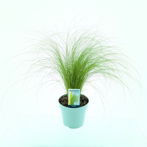 Stipa tenuissima 'ColGra Pony Tail'
