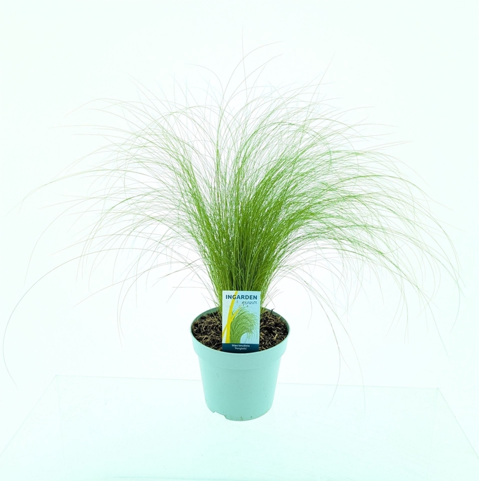 <h4>Stipa tenuissima 'ColGra Pony Tail'</h4>