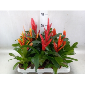 Vriesea   ...mix