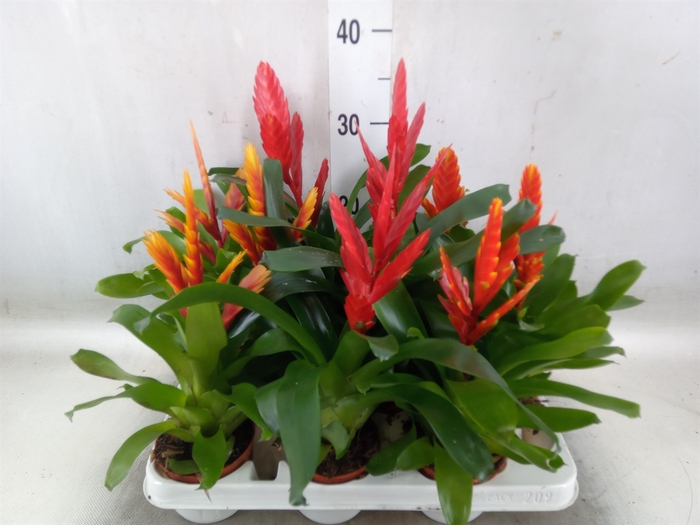 <h4>Vriesea   ...mix</h4>