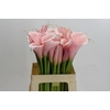 Zantedeschia Eydolls Pink