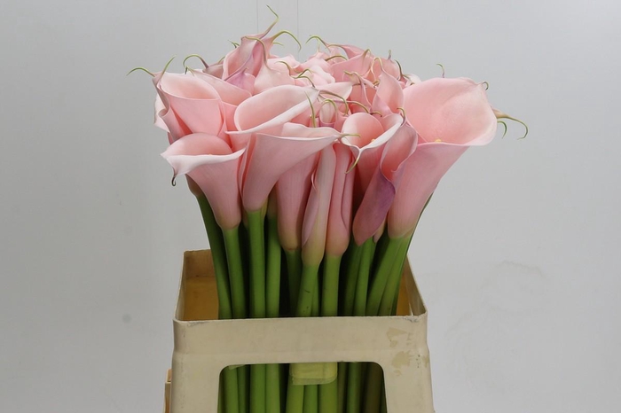 Zantedeschia Eydolls Pink