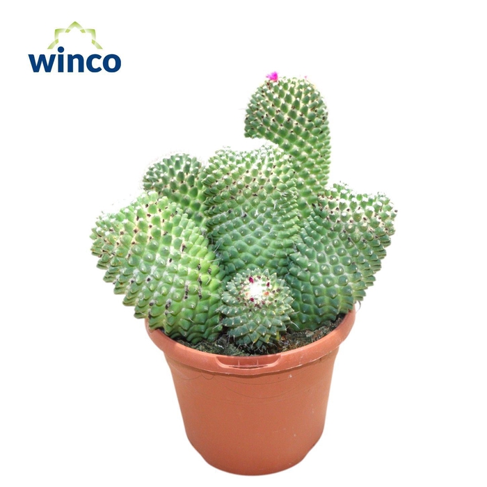 <h4>Mammillaria Toluca Group</h4>