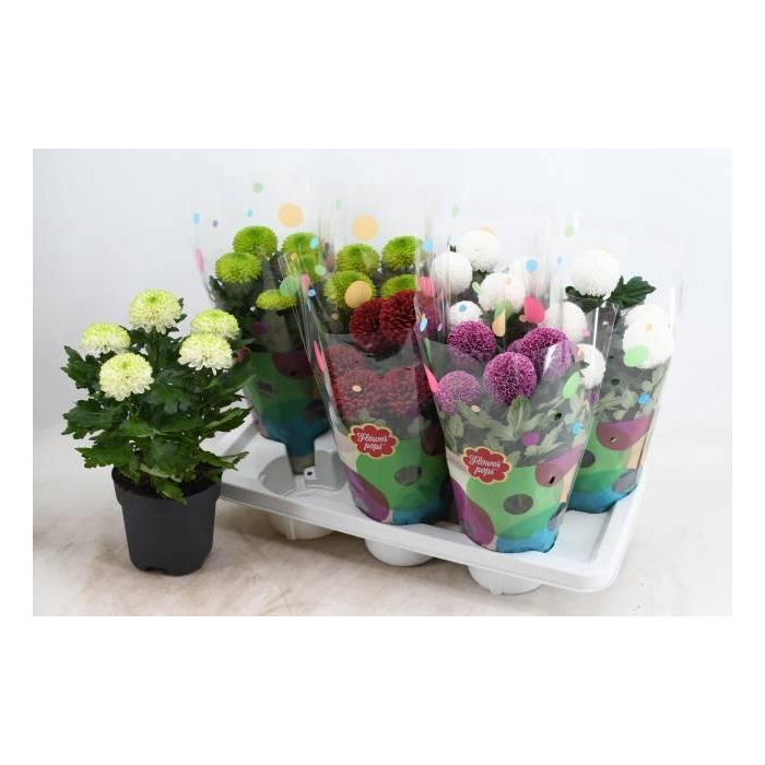 <h4>CHRYS FP GEM</h4>