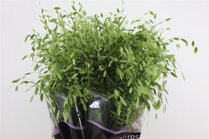 <h4>Chasmanthium Latifol</h4>