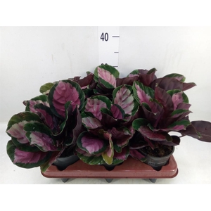 Calathea roseopicta 'Rosy'