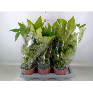 Fatsia japonica   ...