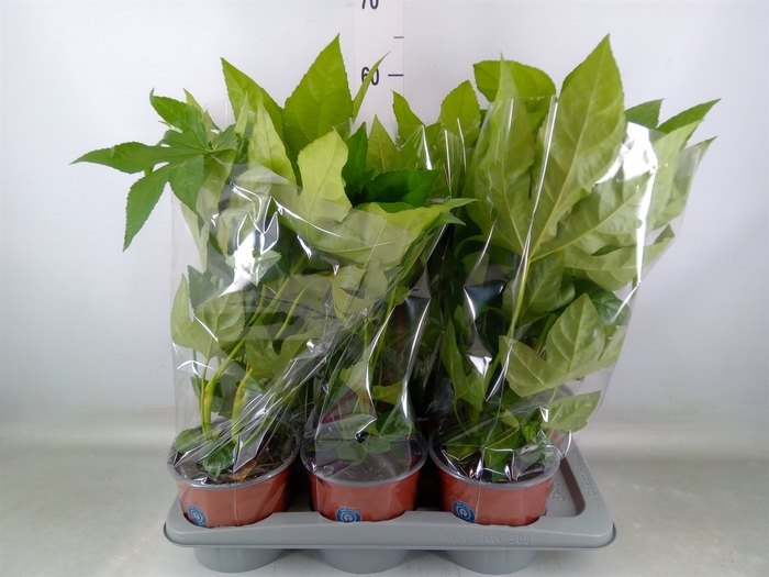 <h4>Fatsia japonica   ...</h4>