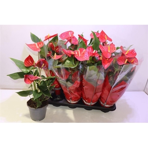 arr8 Anthu An Casparo