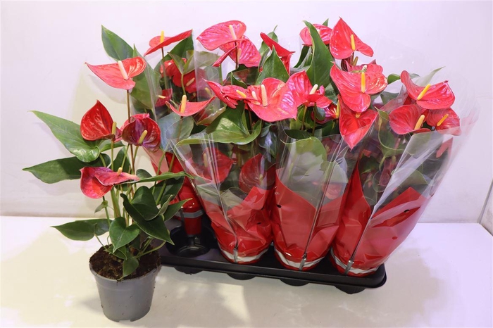 <h4>arr8 Anthu An Casparo</h4>