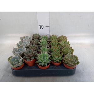 Echeveria   ...mix