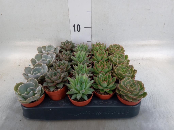 <h4>Echeveria   ...mix</h4>