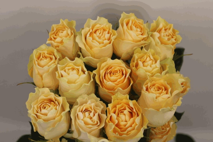 <h4>R Gr Cream Carpe Diem</h4>